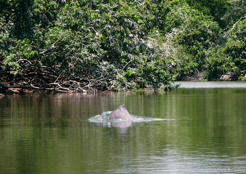 Tonina en el caño San Miguel - Apure