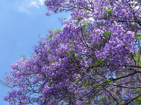 jacaranda.jpg