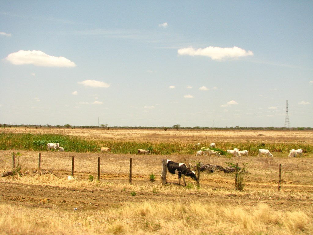 En la carretera del Llano en Apure, Venezuela