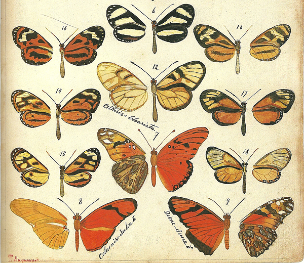 Dibujo de Theophilus Raymond