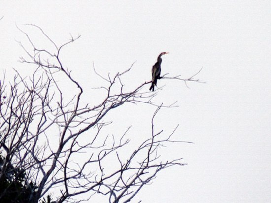 Garza oteando el cielo en Apure