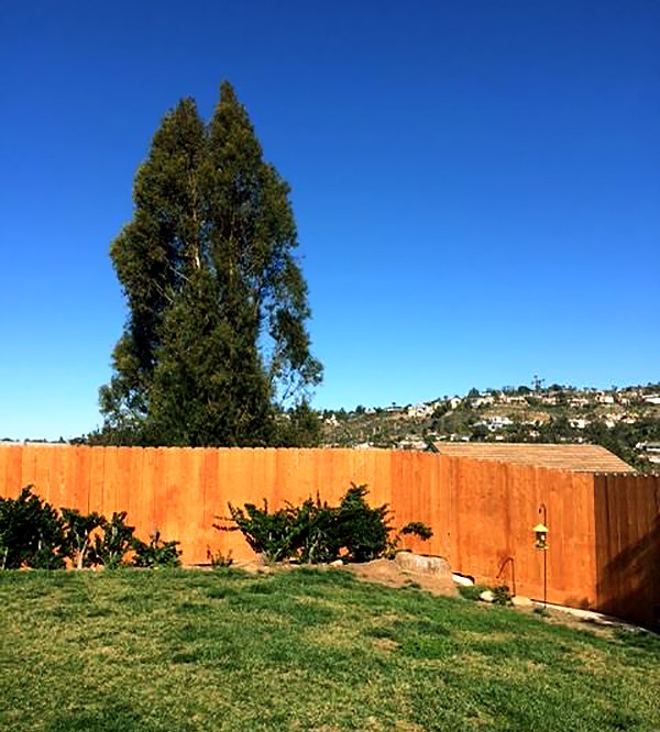 Vista del jardín de Leonora Simonovis